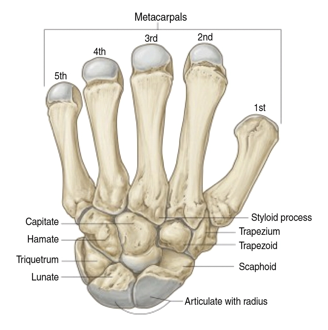 Scaphoid Fractures Core EM