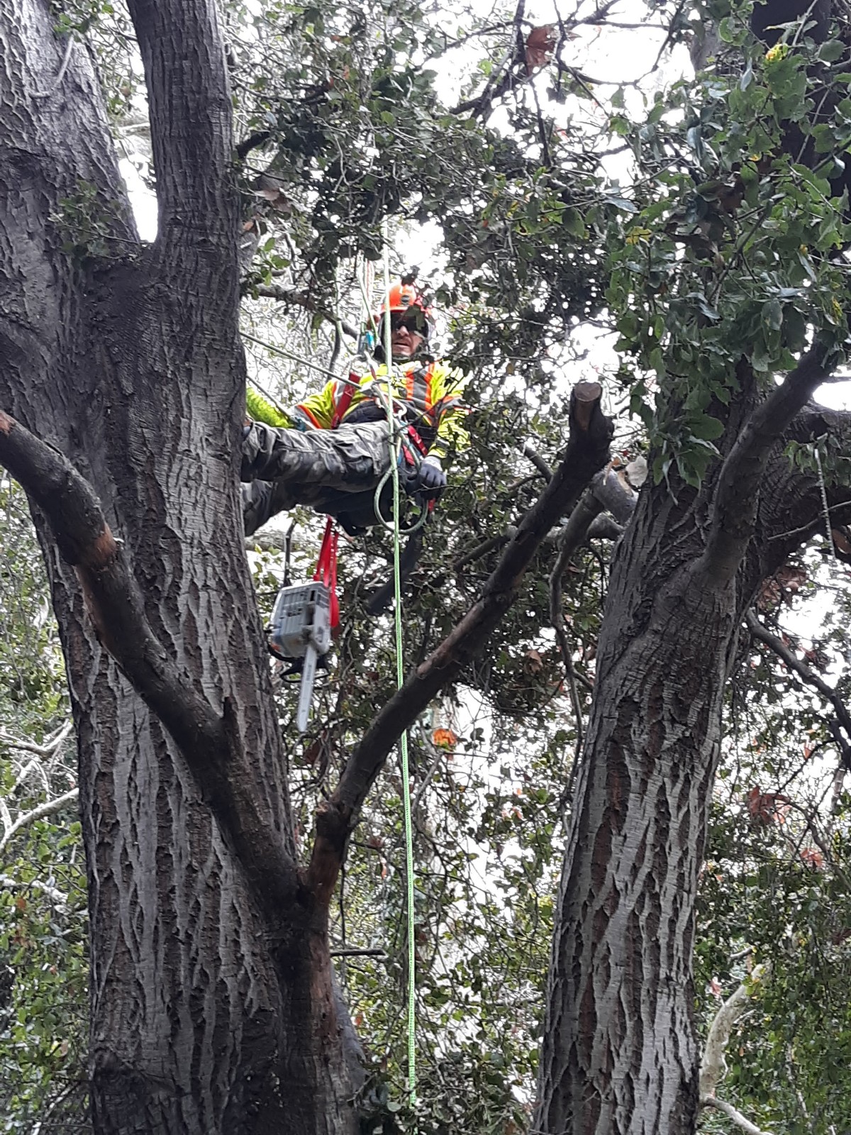 Tree Services Core Tree Care Inc Pedley CA