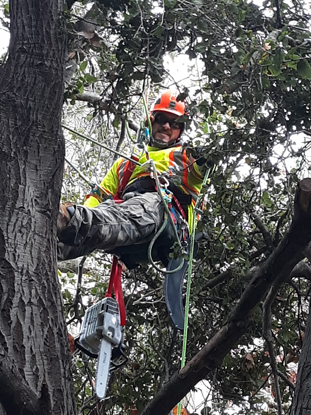 Tree Services Core Tree Care Inc Pedley CA