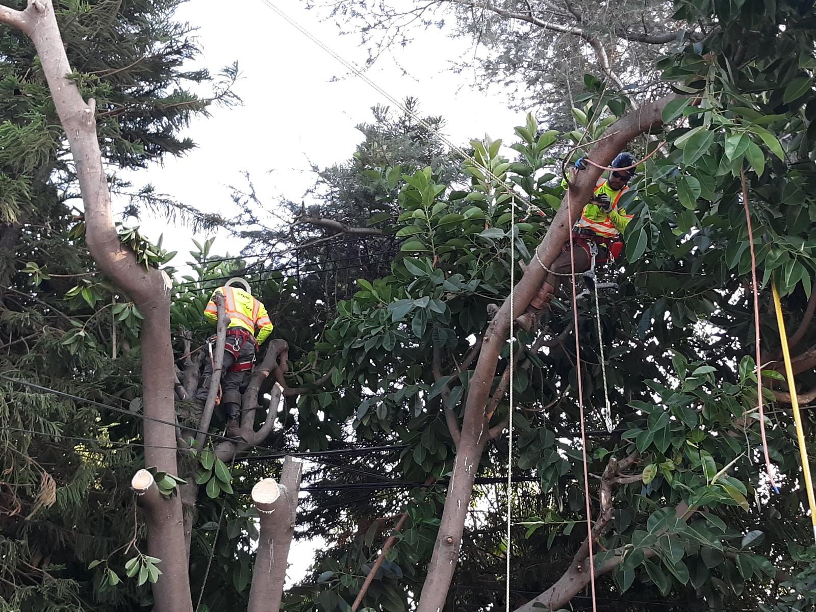 Tree Services Core Tree Care Inc Pedley CA
