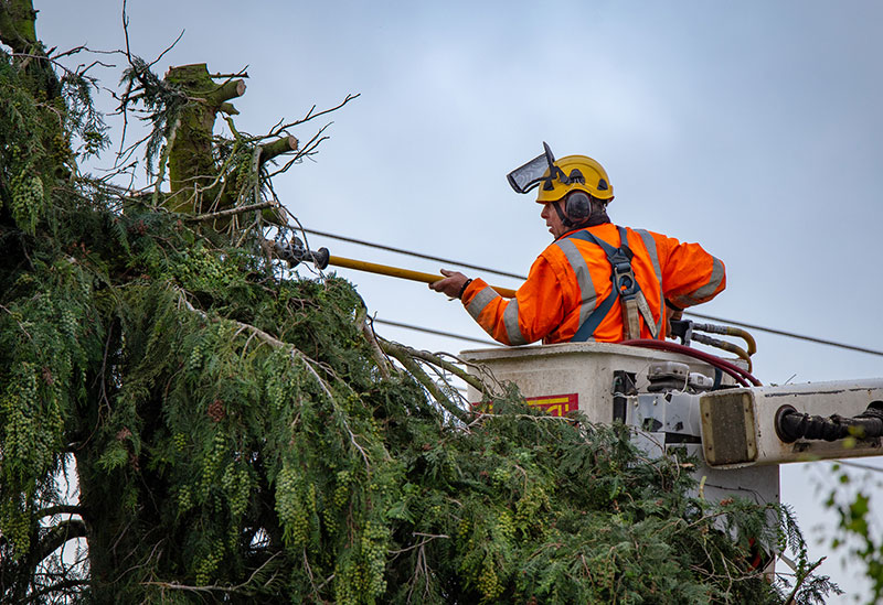 Emergency Tree Service Near Me Core Tree Care Inc Corona CA