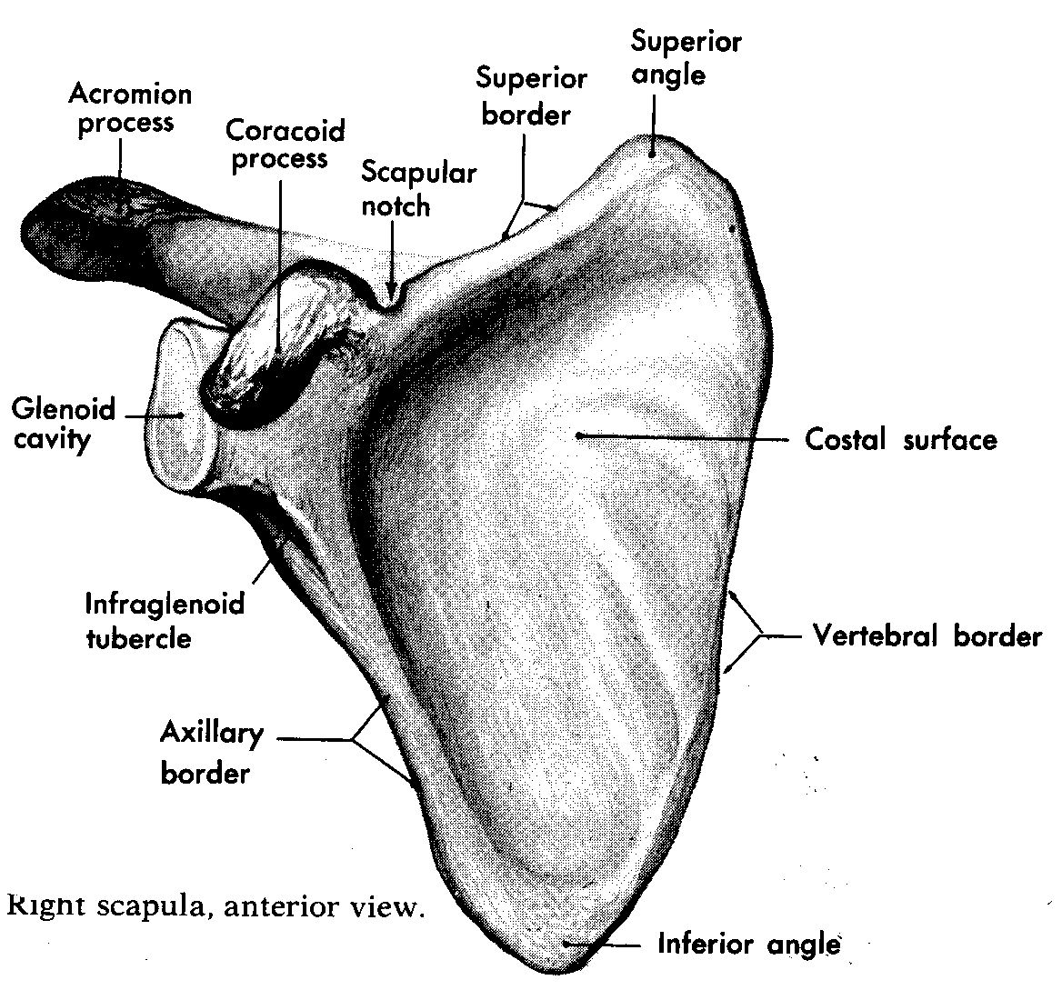 scapula right CoreWalking
