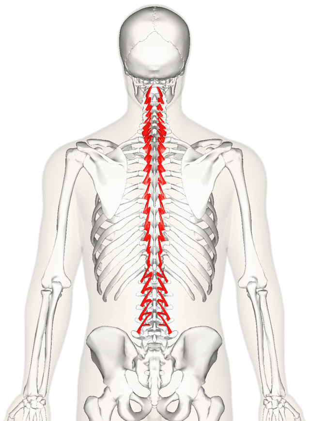 Transversospinalis The Deep Muscles of the Spine