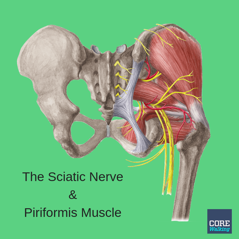 The Sciatic Nerve And Piriformis Muscle CoreWalking