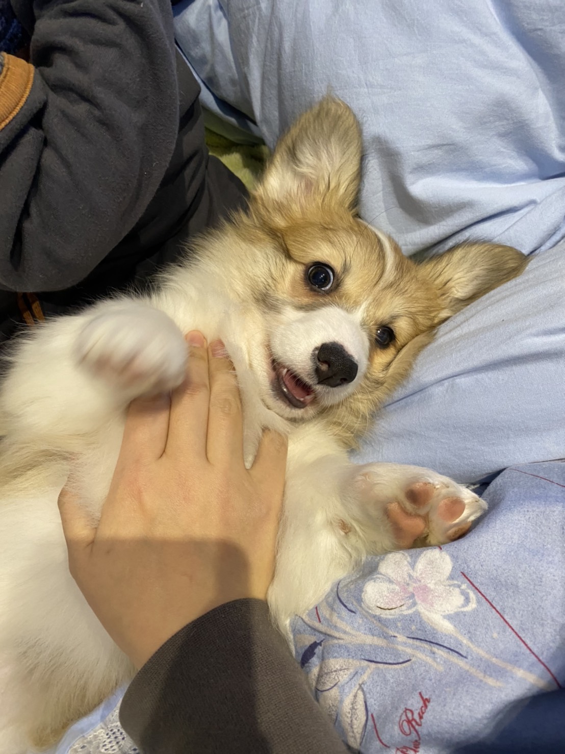 【プロスパアの子犬たち】コーギー便り(*‘ω‘ *) 松本くるみちゃん ｜ 【プロスパアケンネル】コーギー専門