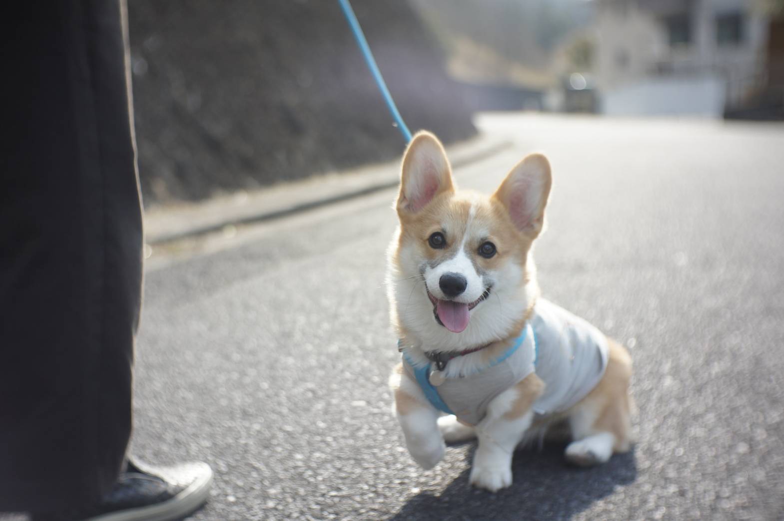 【プロスパアの子犬たち】コーギー便り(*‘ω‘ *) 上野ごすけくんのお便り ｜ 【プロスパアケンネル】コーギー専門