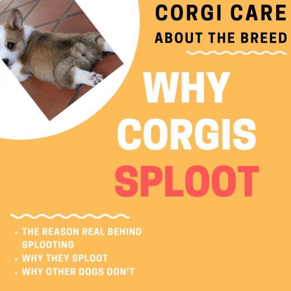 Why Do Sploot? (Everything You Need to Know