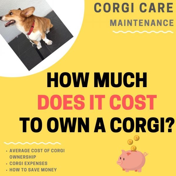 What Is The Average Monthly Cost Of Owning A Dog