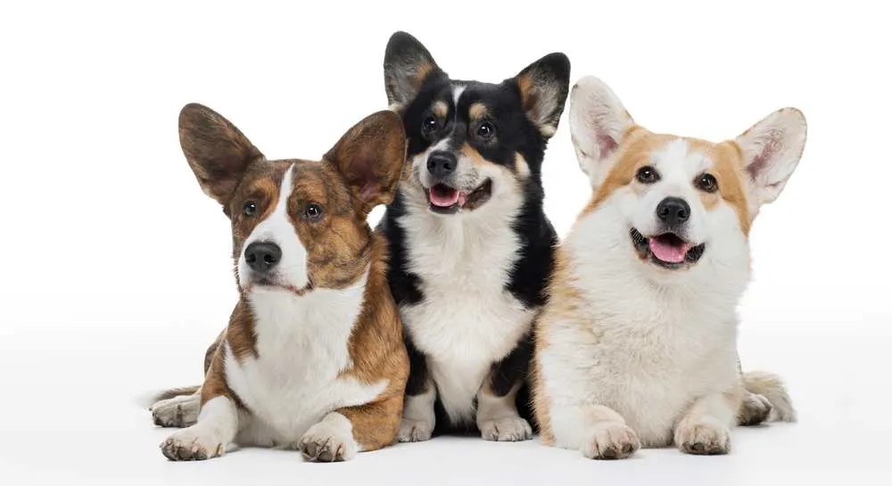 rastezanje Opaque džep lifespan cardigan Melbourne erozije ozbiljno