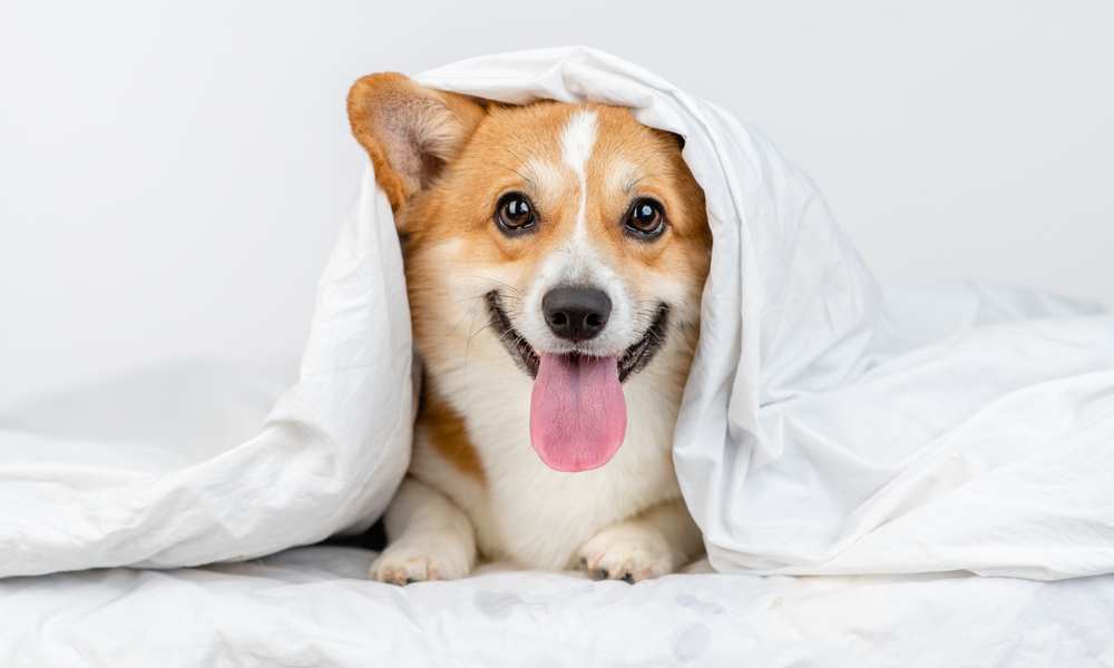 How Affectionate Are Are Affectionate Dogs? Care