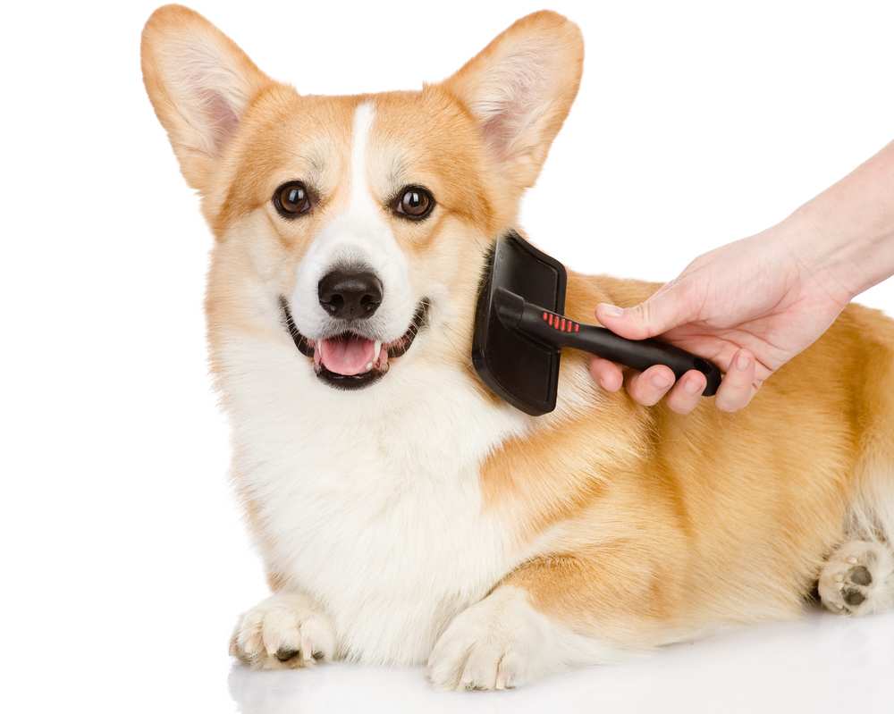 Shedding Do Shed A Lot? Care