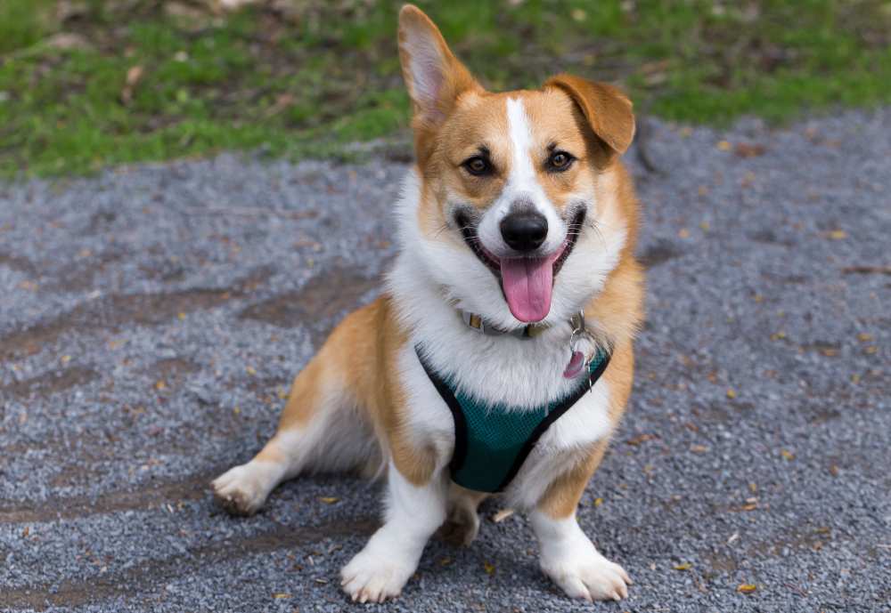 Do Need A Harness? Are Harnesses Bad For Care