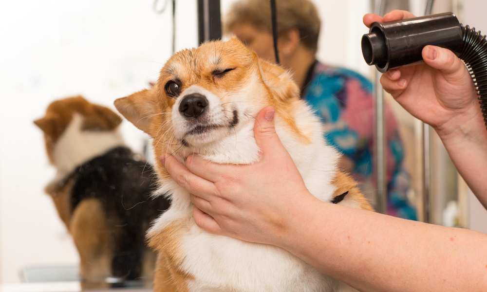 How To Care For A Care