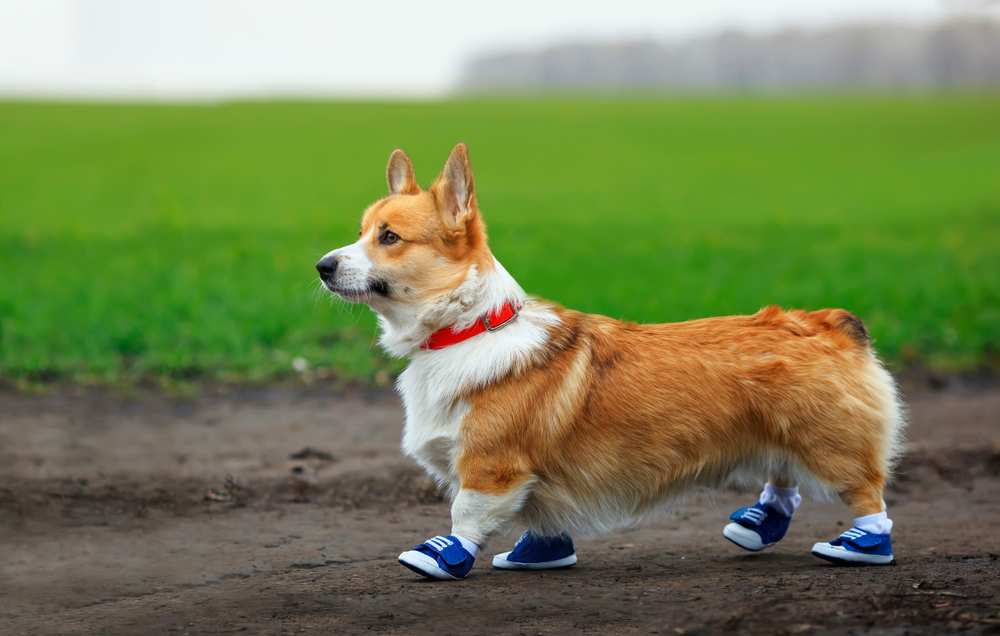 How Often Should You Walk A