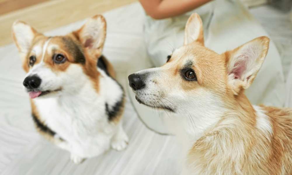 How Much Do Cost In Australia