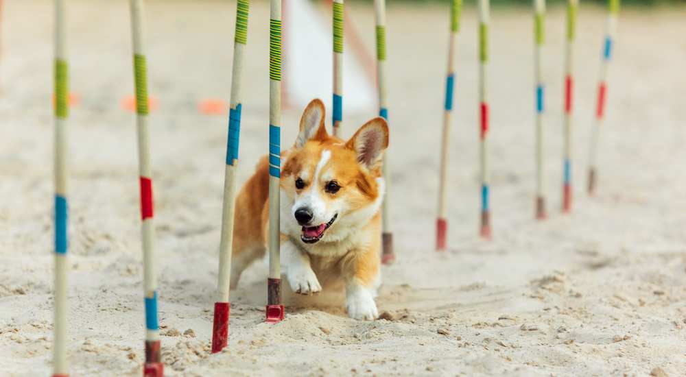 How Affectionate Are Are Affectionate Dogs? Care