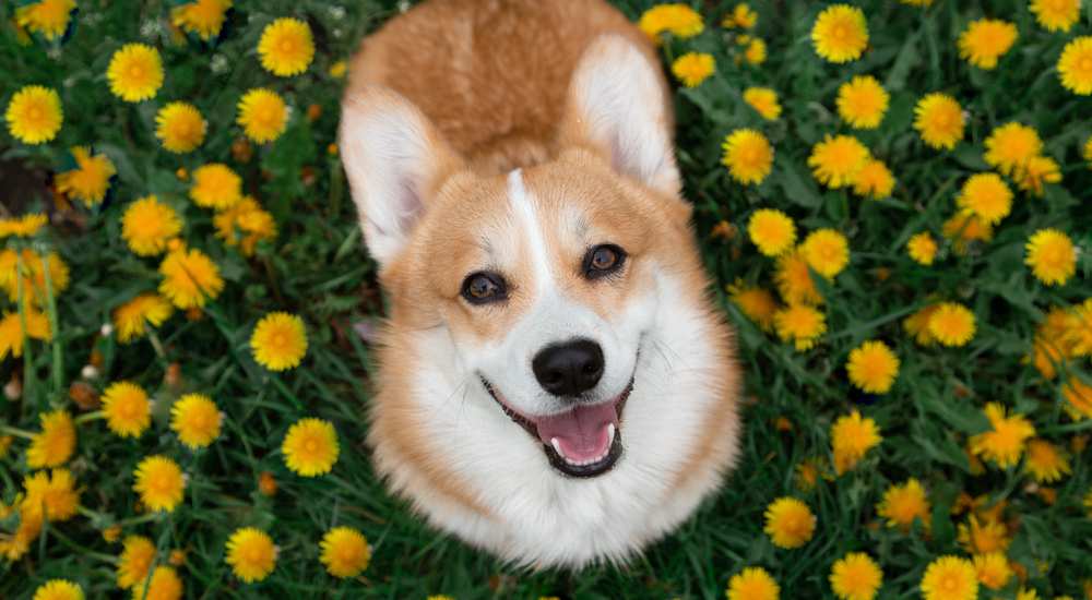 How Affectionate Are Are Affectionate Dogs? Care