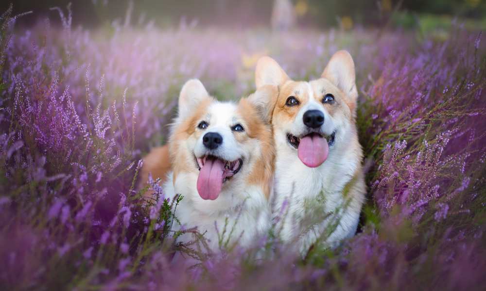 How Affectionate Are Are Affectionate Dogs? Care