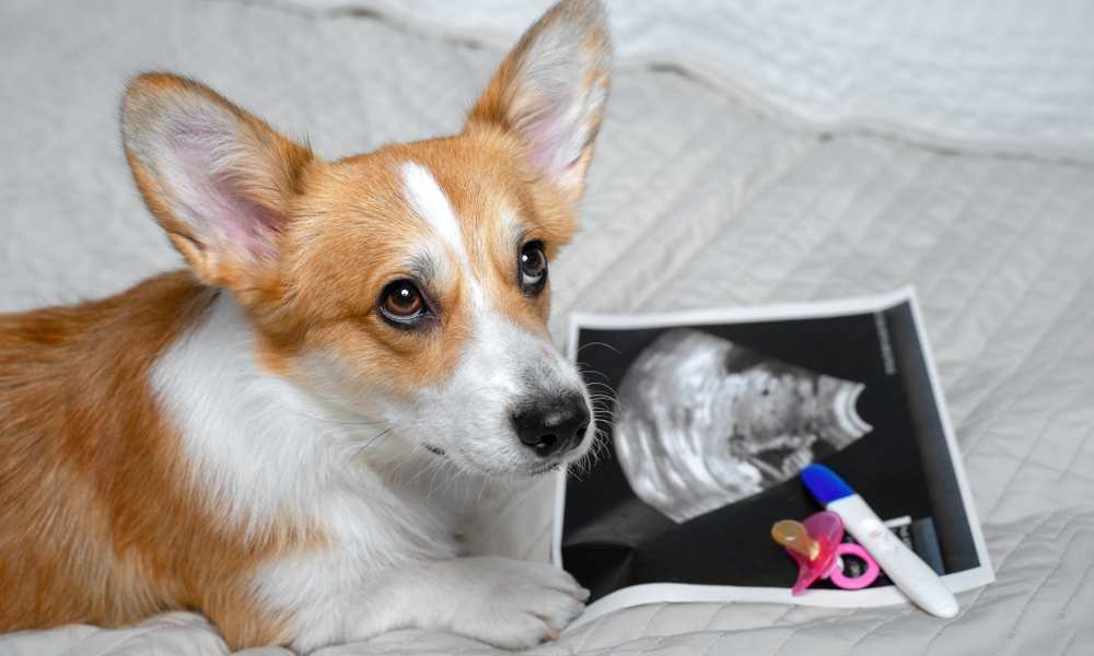 How Long Do Stay Pregnant? How Long In Labor? Care