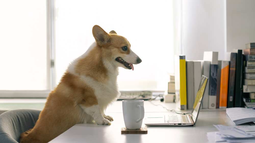 Are Good Emotional Support Dog? Care