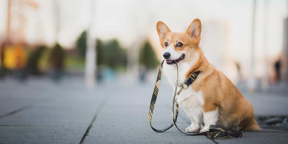 How To Keep A Busy? Care