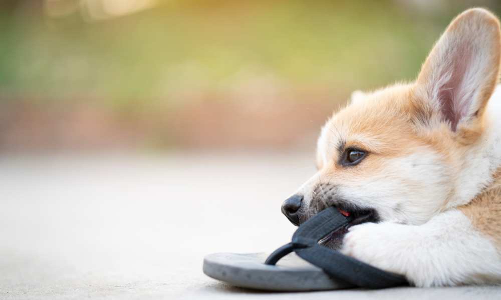 Why Do Bite So Much? Why Do Bite Ankles? Care