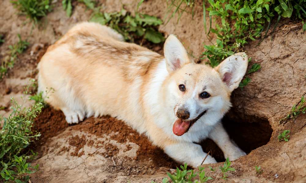 Why Do Dig Holes? Do Like To Burrow? Care