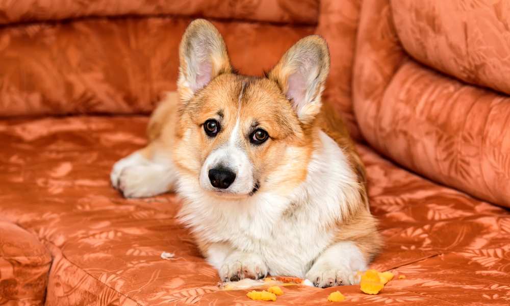 Why Does My Cry All The Time? Care