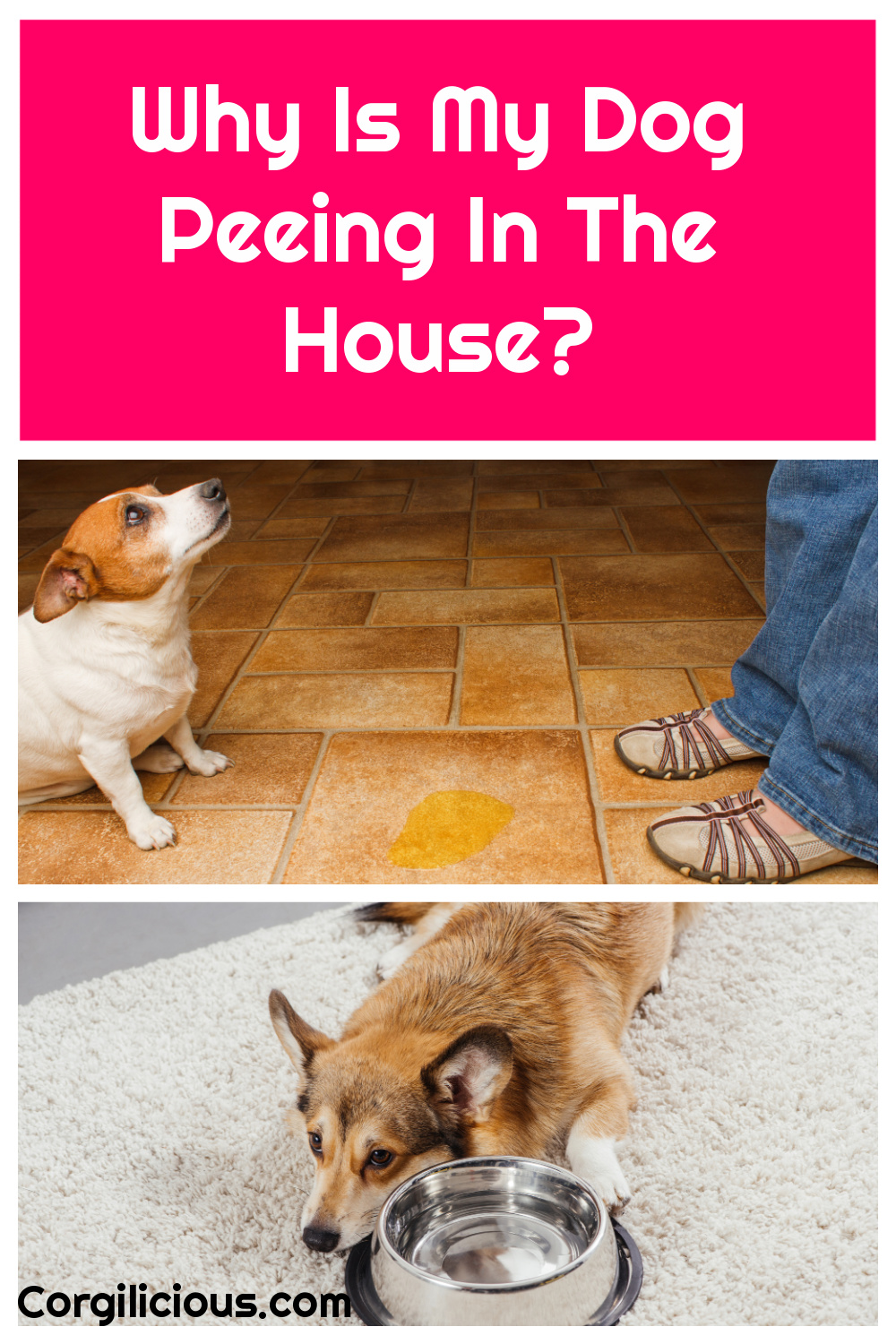 Why Is My Dog Peeing So Much In The House