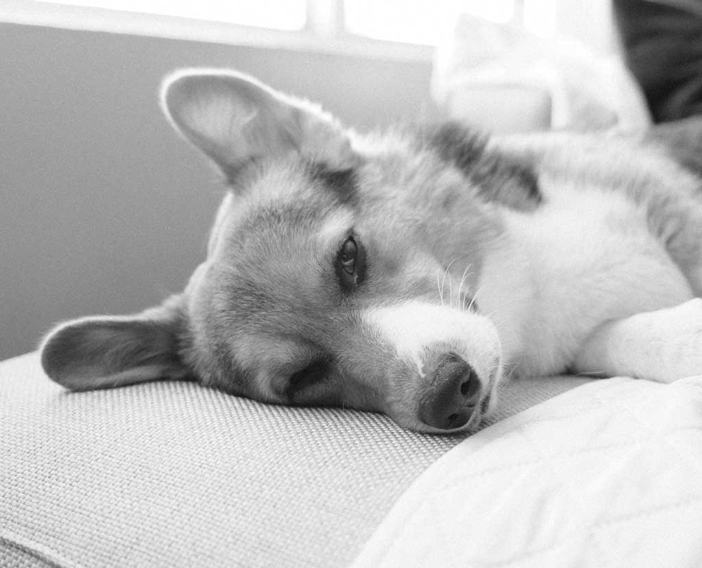 How to Choose the Best Bed (+ 3 Examples)