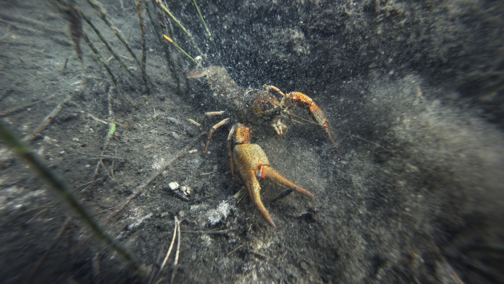 Water Users Urged To Take Precautions Due To Outbreak Of Crayfish Plague In The Munster