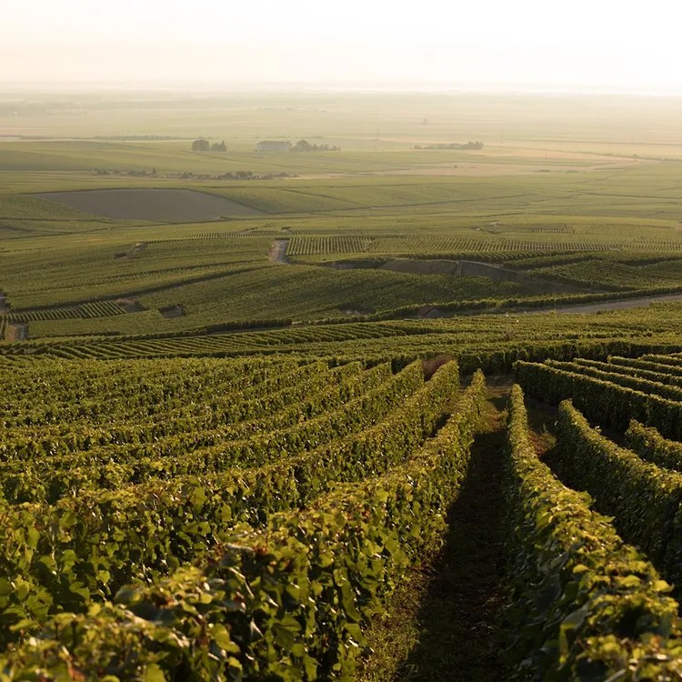 Buy Perrier Jouet Blason Rose Wine Online Order Perrier Jouet Blason Rose Wine Online