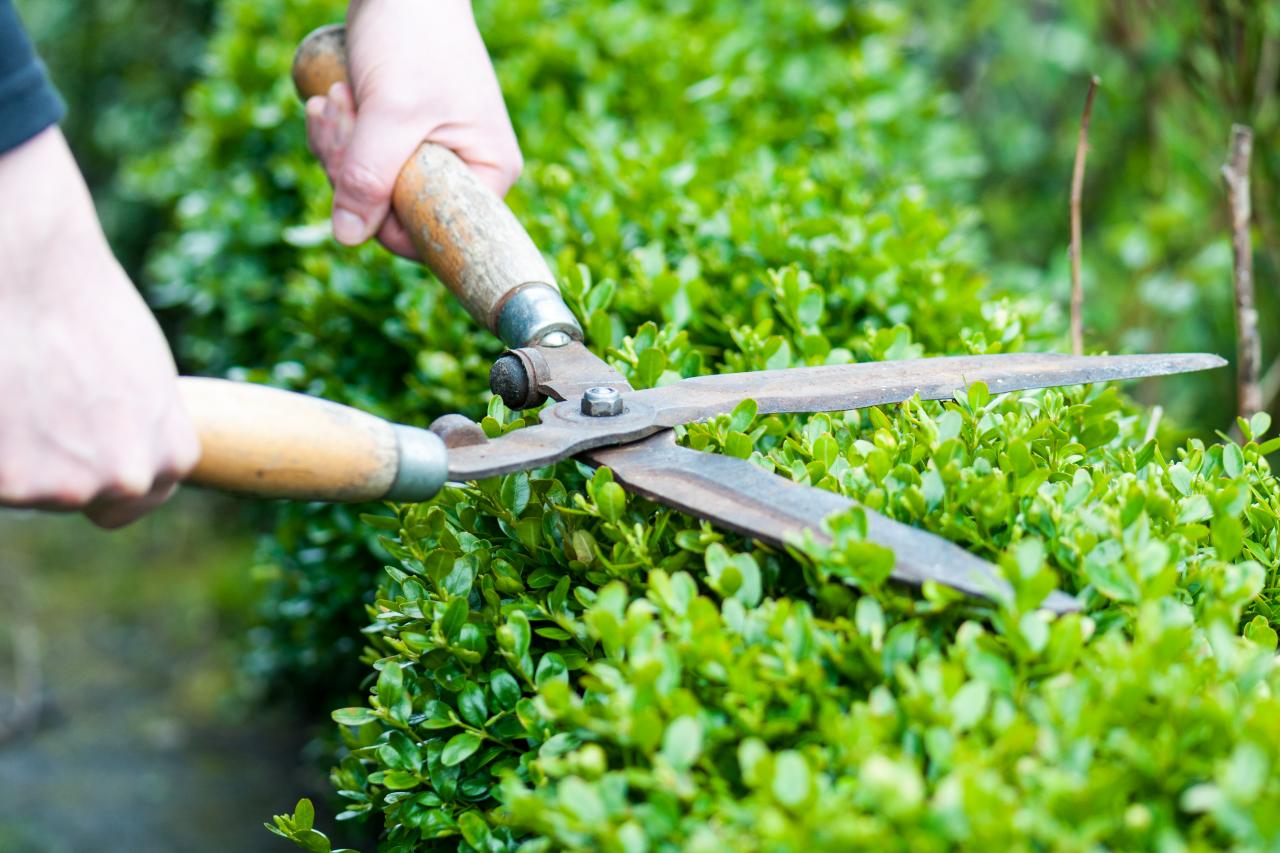 Hedge cutting cork Hedge cutting Glanmire Hedge cutting near me