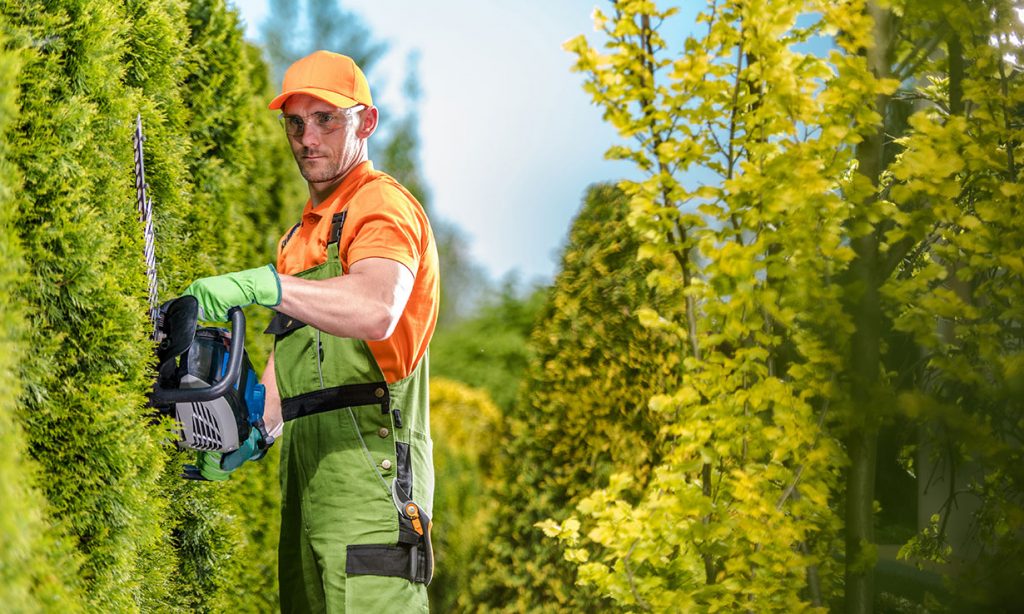Hedge Cutting Tips and Laws Common Q & A Cork Tree Surgeons