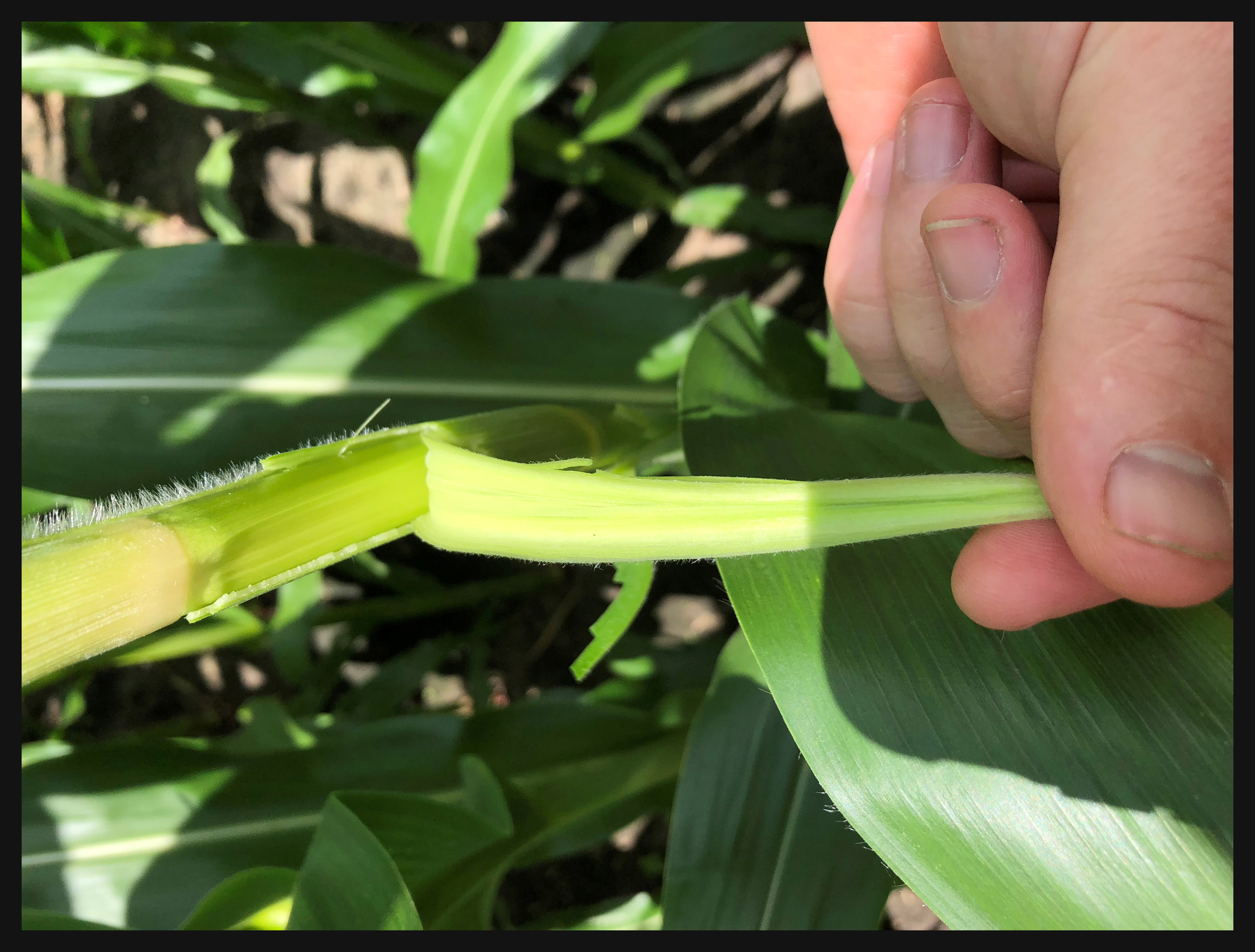 Scout Before Spraying Stink Bugs in Corn NC State Extension