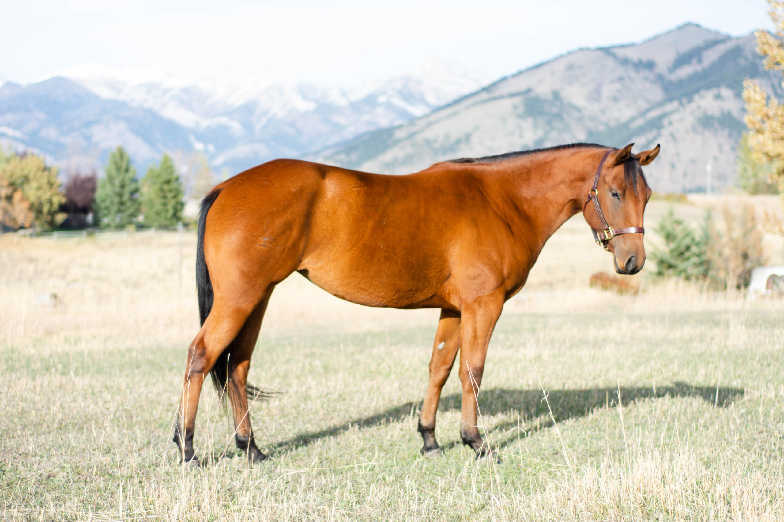Cornerstone Equine Lease Horses