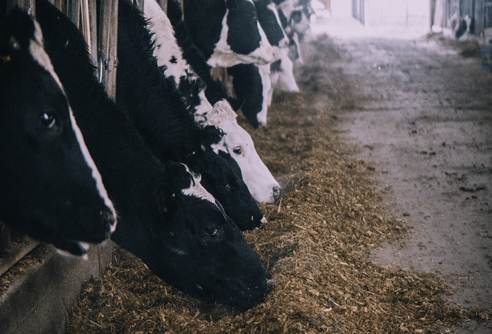 Actisaf live yeast increases feed efficiency by 5.5 in early lactation