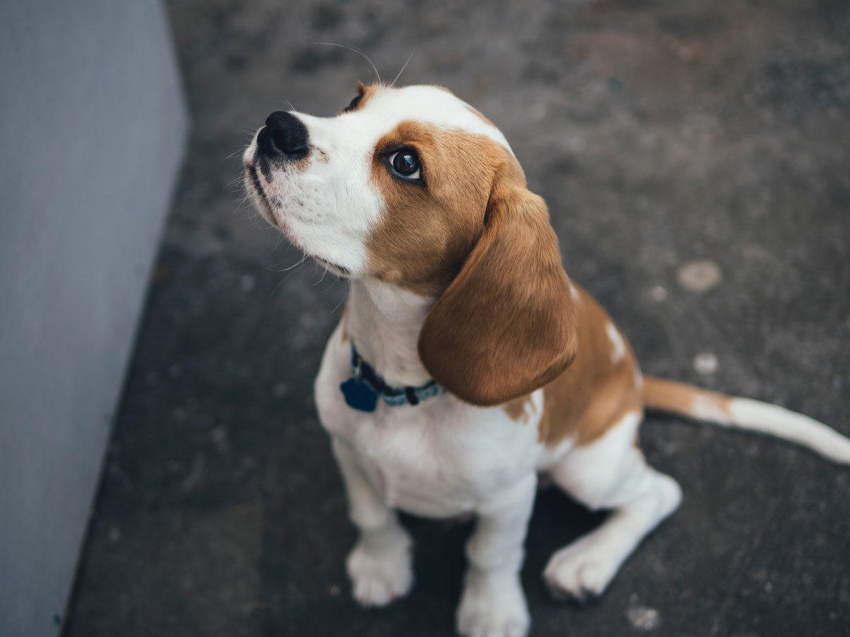 Pharmacy in North Richland Hills, TX Cornerstone Animal Hospital