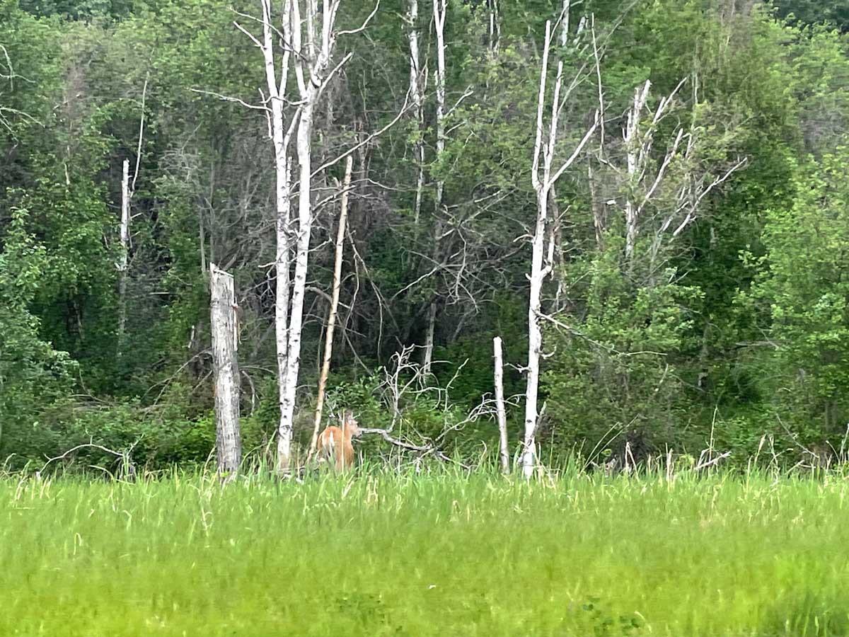 Gallery Cornerstone Estates