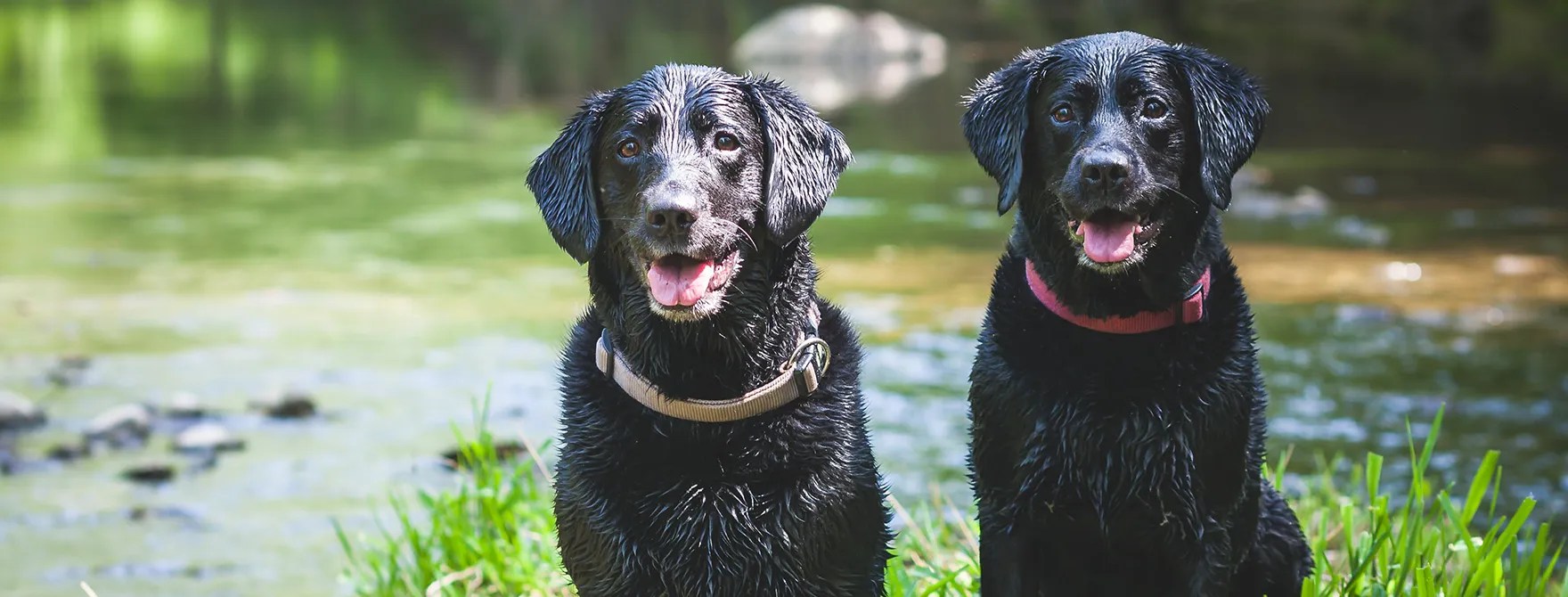 Updated Dog Law in Pennsylvania