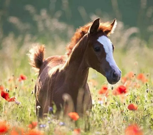 Virtual Consultation For Your Horse Medical Care Cornerstone Equine