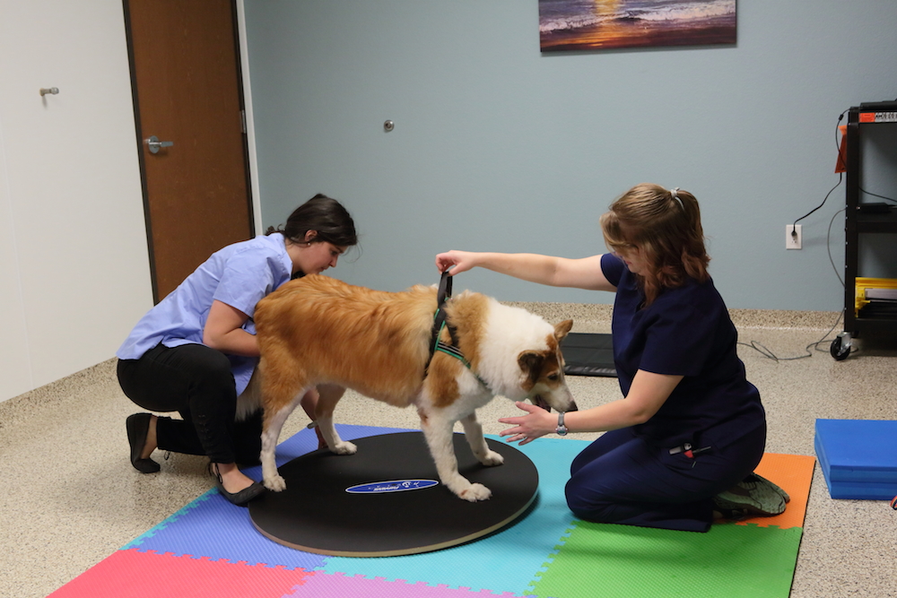 Rehabilitation Details Cornerstone Animal Hospital