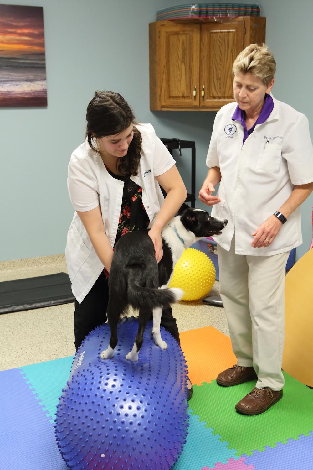 Rehabilitation Details Cornerstone Animal Hospital