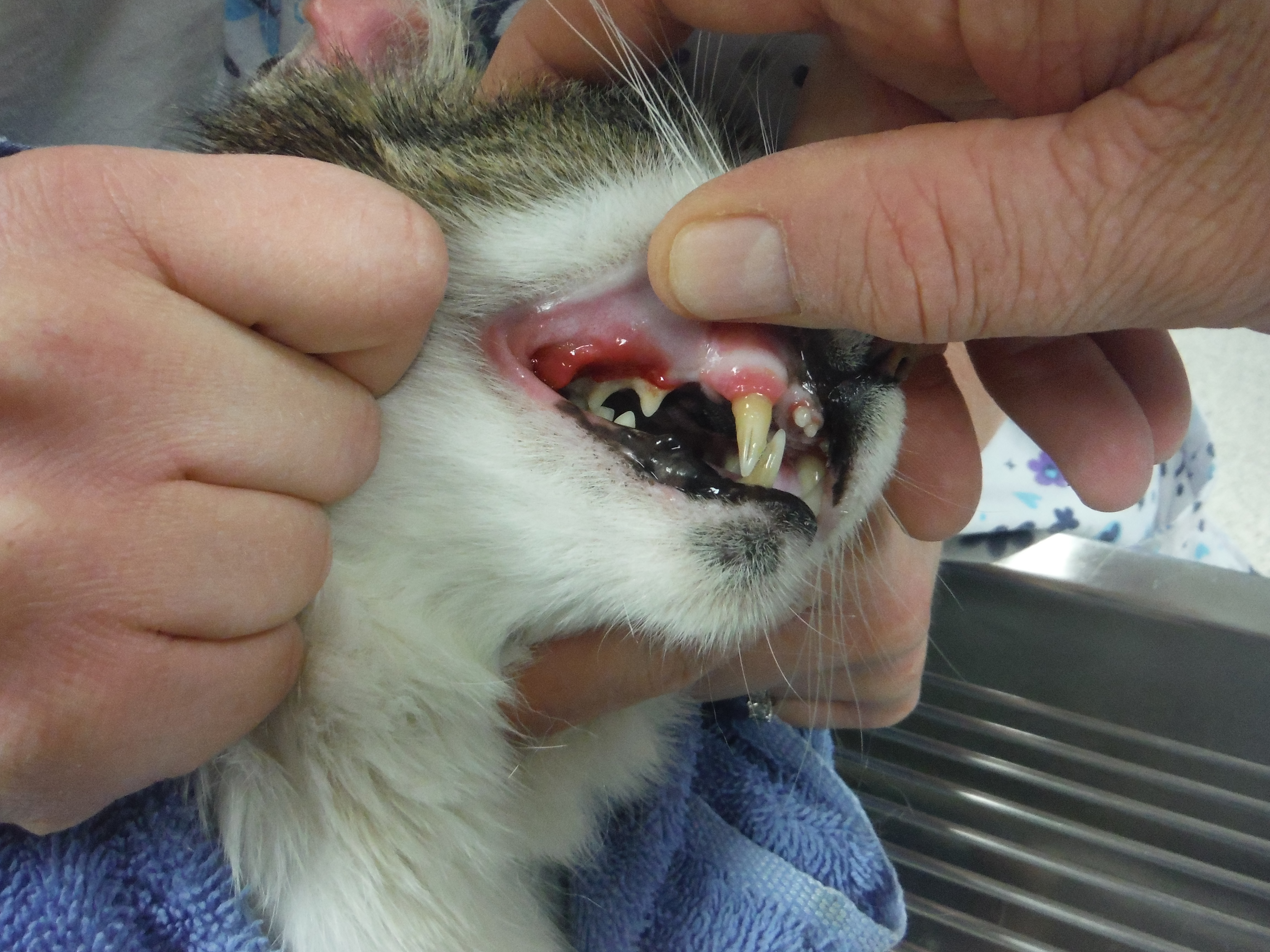 Veterinary Dentistry And Pet Dental Health | Cornerstone Animal Hospital