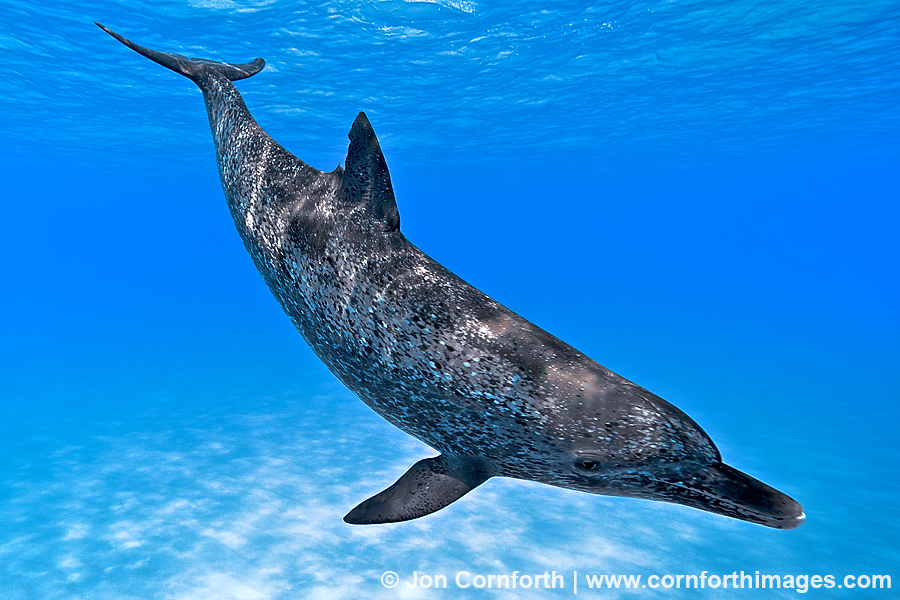 Atlantic Spotted Dolphin 12 Photo, Picture, Print Cornforth Images