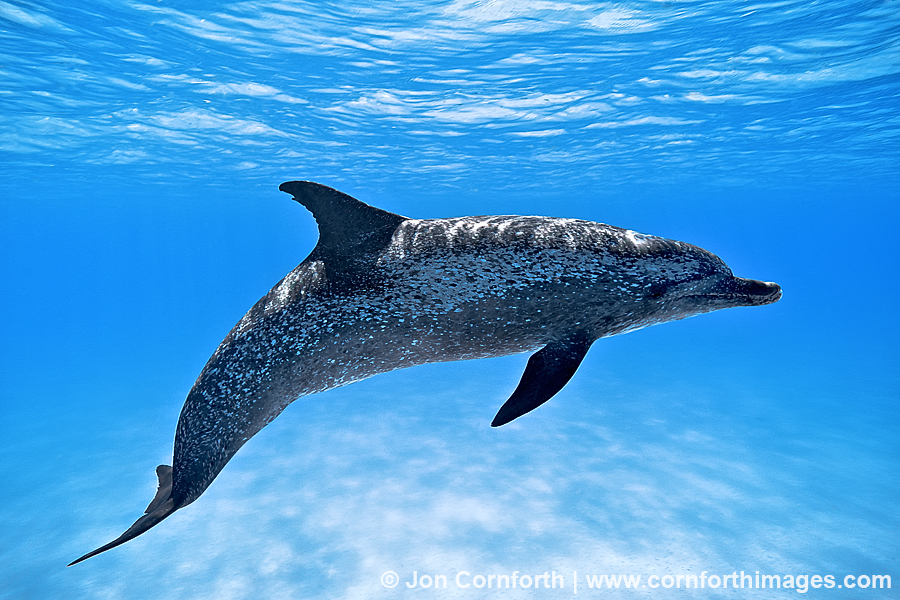 Atlantic Spotted Dolphin 24 Photo, Picture, Print Cornforth Images