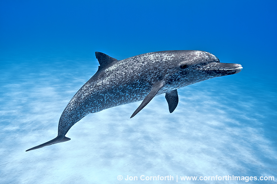 Atlantic Spotted Dolphin 3 Photo, Picture, Print Cornforth Images
