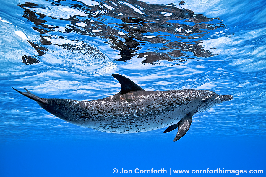 Atlantic Spotted Dolphin 9 Photo, Picture, Print Cornforth Images