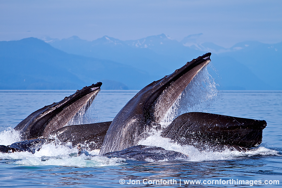 Humpback Whales Bubble Feeding 125 Photo, Picture, Print