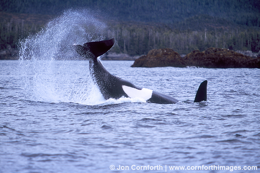 Orca Tail Photo, Picture, Print Cornforth Images